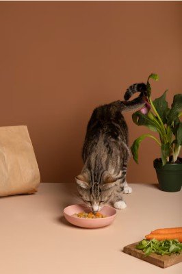 Understanding The Nutritional Needs Of Your Cat